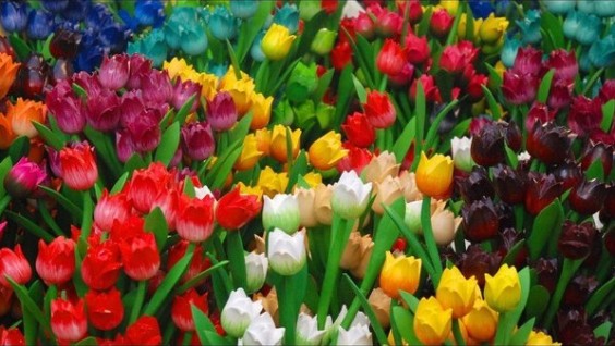 wooden-tulips_l